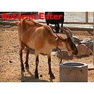Autorun Eater