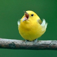 Brandchirps