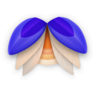 Elytra