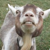 Goat Attack