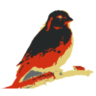 Kanaries logo