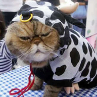 Moobot
