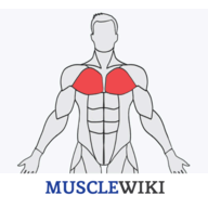 MuscleWiki