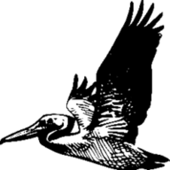 Pelican