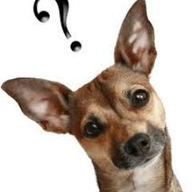 Pet Video Verify