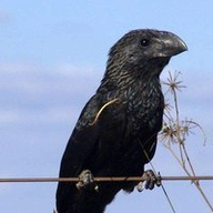 Pijul