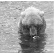 PlaceBear