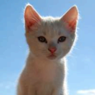 PlaceKitten