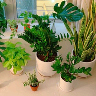 Plant Parenthood