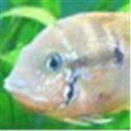 Urho3D
